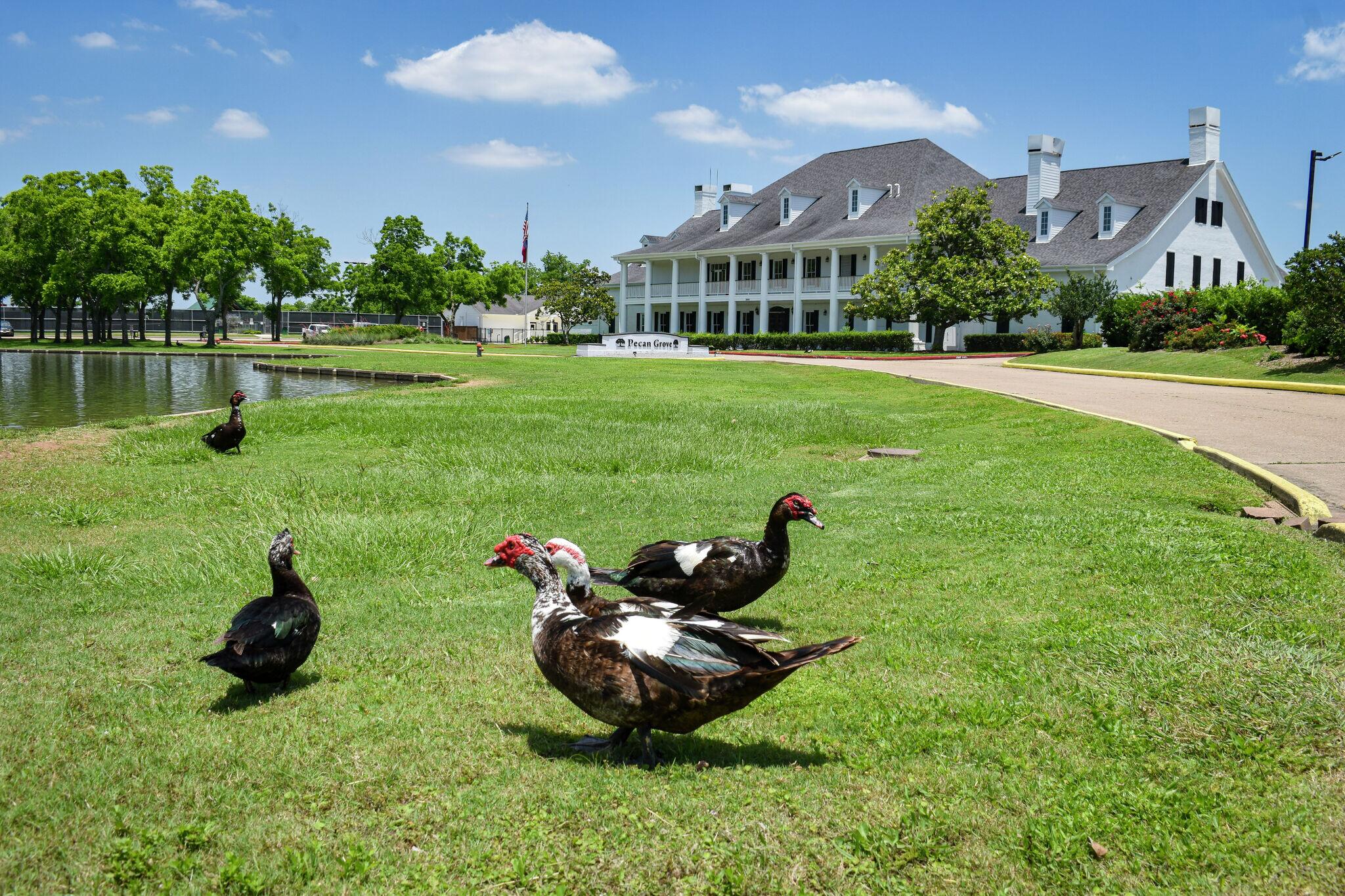 Ducks by the water in Pecan Grove